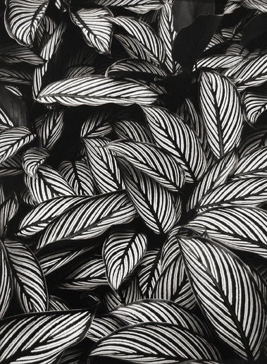 Calathea Vittata, Oahu