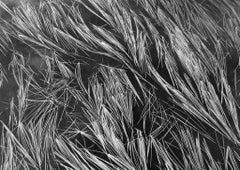 Vintage Grass and Water, Mt. Baker, Washington