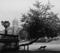 Helsinki, Finland (Dog Stretching)