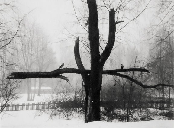 Pentti Sammallahti Black and White Photograph - Helsinki, Finland (Two Birds on Branch)