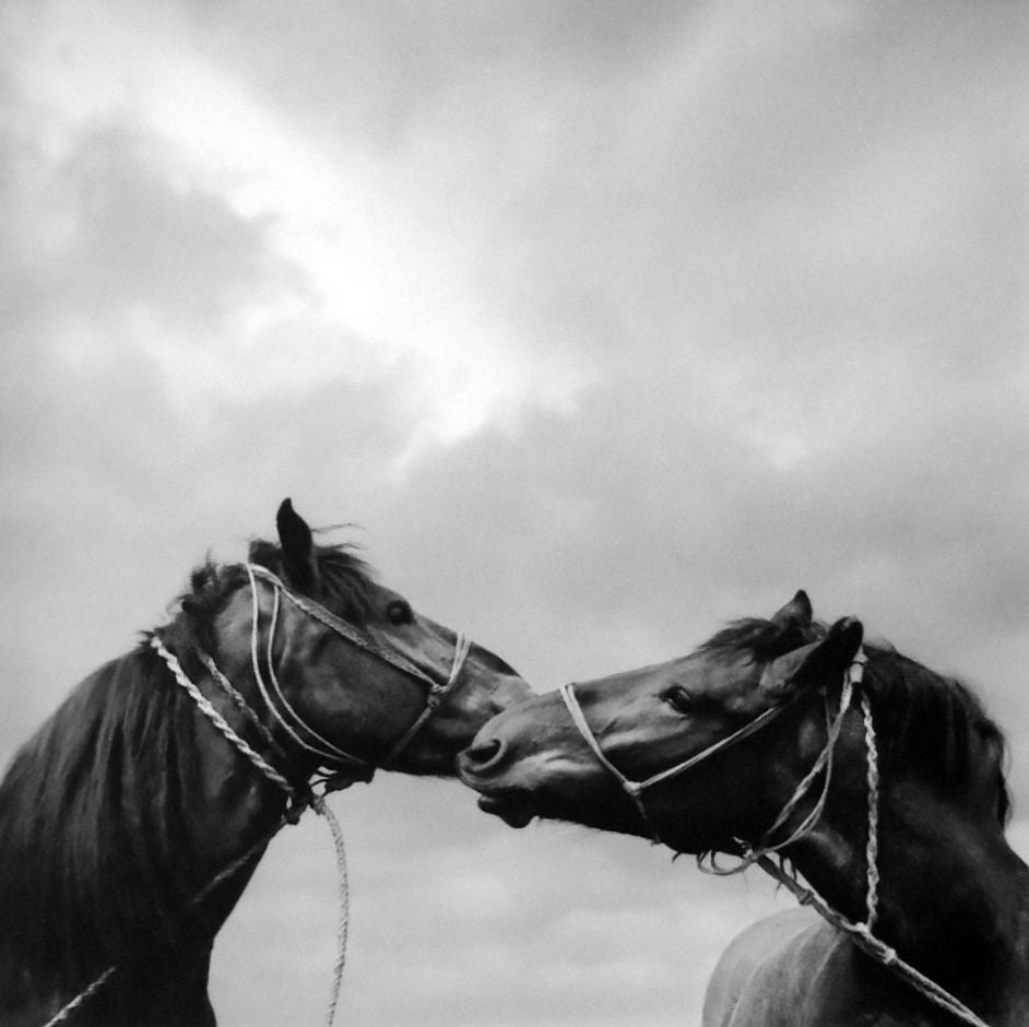 Untitled (Horses Kissing) - Photograph by Pentti Sammallahti