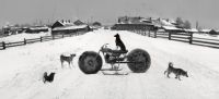 Solovki, White Sea, Russia (Dog on Motorbike)
