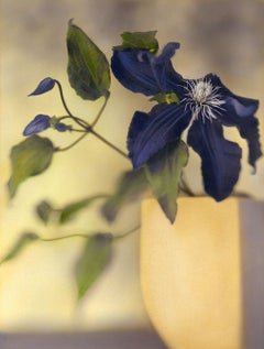 Clematis