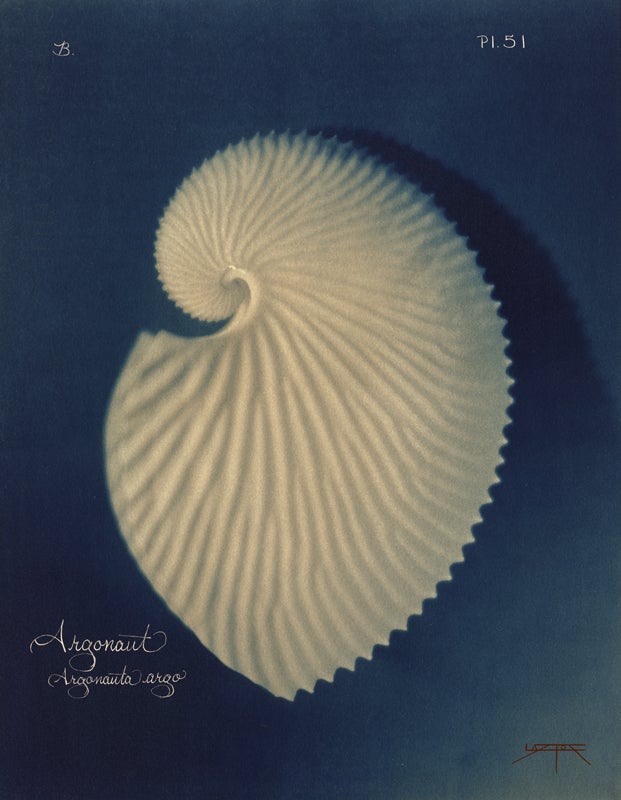 Laszlo Layton Still-Life Photograph – Argonaut  2005