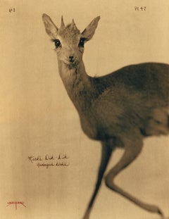 Kirk's Dik-Dik 2005