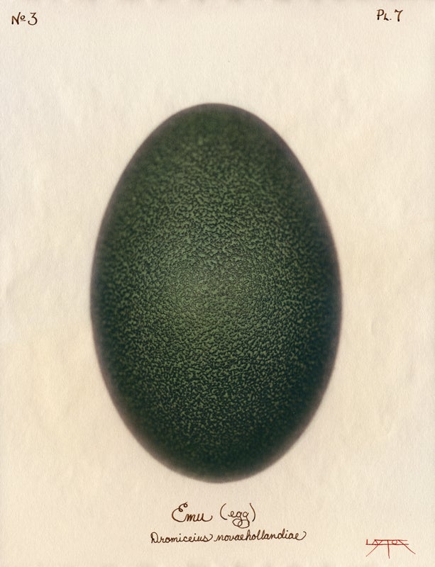emu egg size