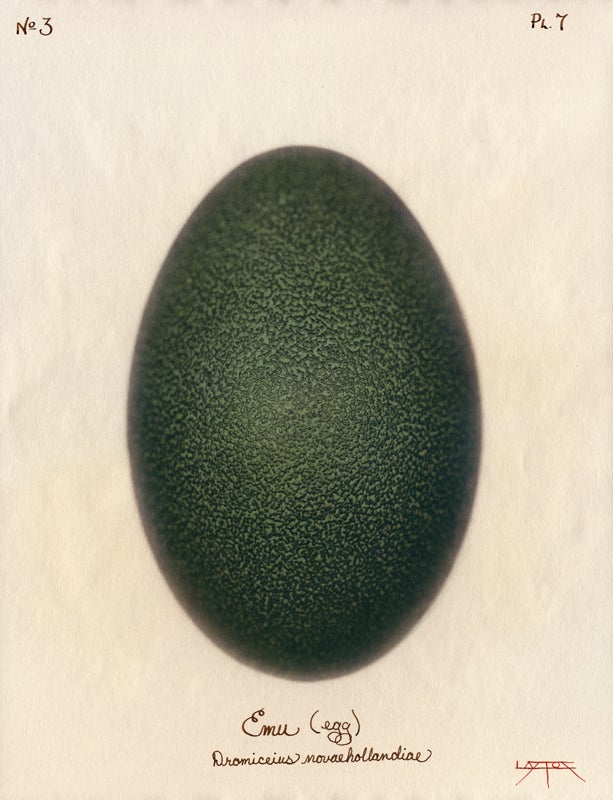 Laszlo Layton Color Photograph – Emu (Ei) 2003