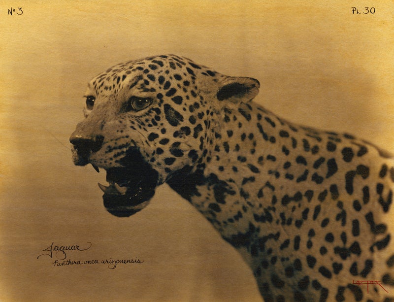 Jaguar 2004 - Photograph di Laszlo Layton