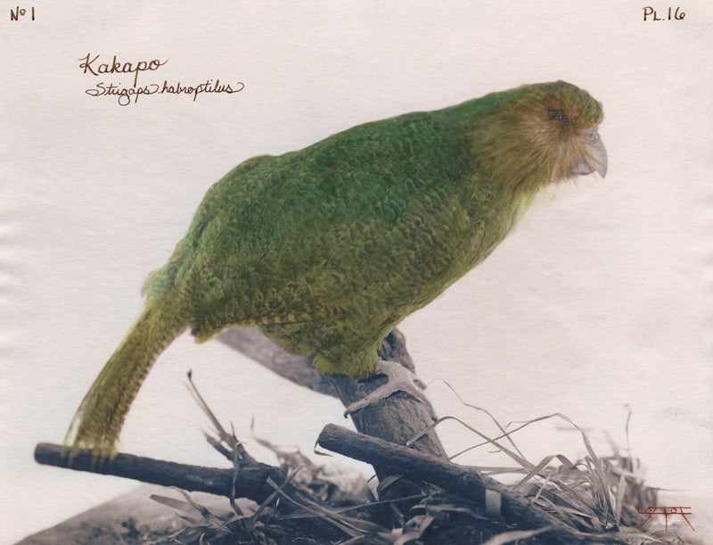 Kakapo 2003