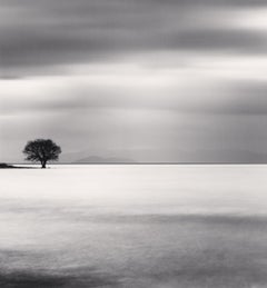 Biwa-Seebaum, Studie 5, Omi, Honshu, Japan