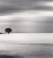 Biwa Lake Tree, Study 5, Omi, Honshu, Japan 9