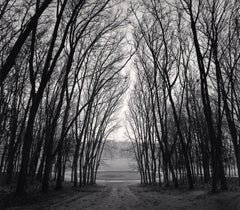 Cerchio di alberi, Marly, Francia
