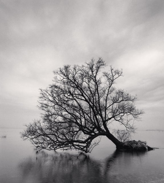 Fallender Baum, Nagahama, Honshu, Japan