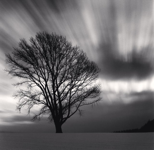 Michael Kenna Black and White Photograph - Philosopher's Tree, Study 3, Biei, Hokkaido, Japan