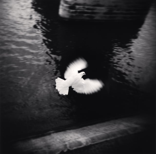 Michael Kenna Black and White Photograph – Weißer weißer Vogel, fliegend, Paris, Frankreich
