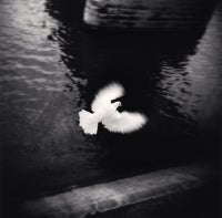 White Bird Flying, Paris, France 8