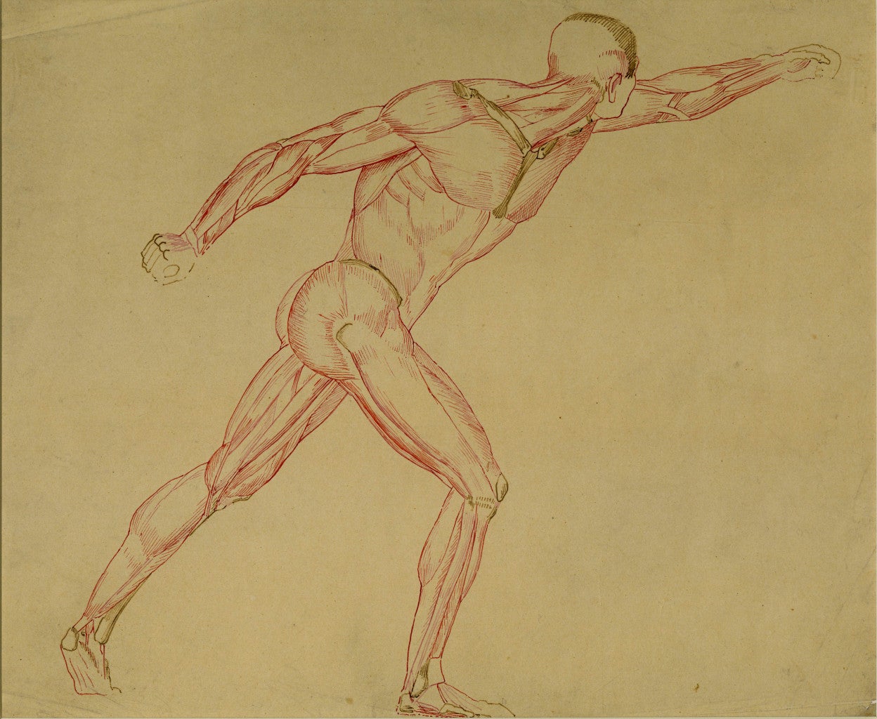 Anatomical Study of a Striding Male Nude with Left Arm Raised - Art by Eugene Delacroix