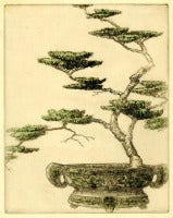 Antique Japanese Pines