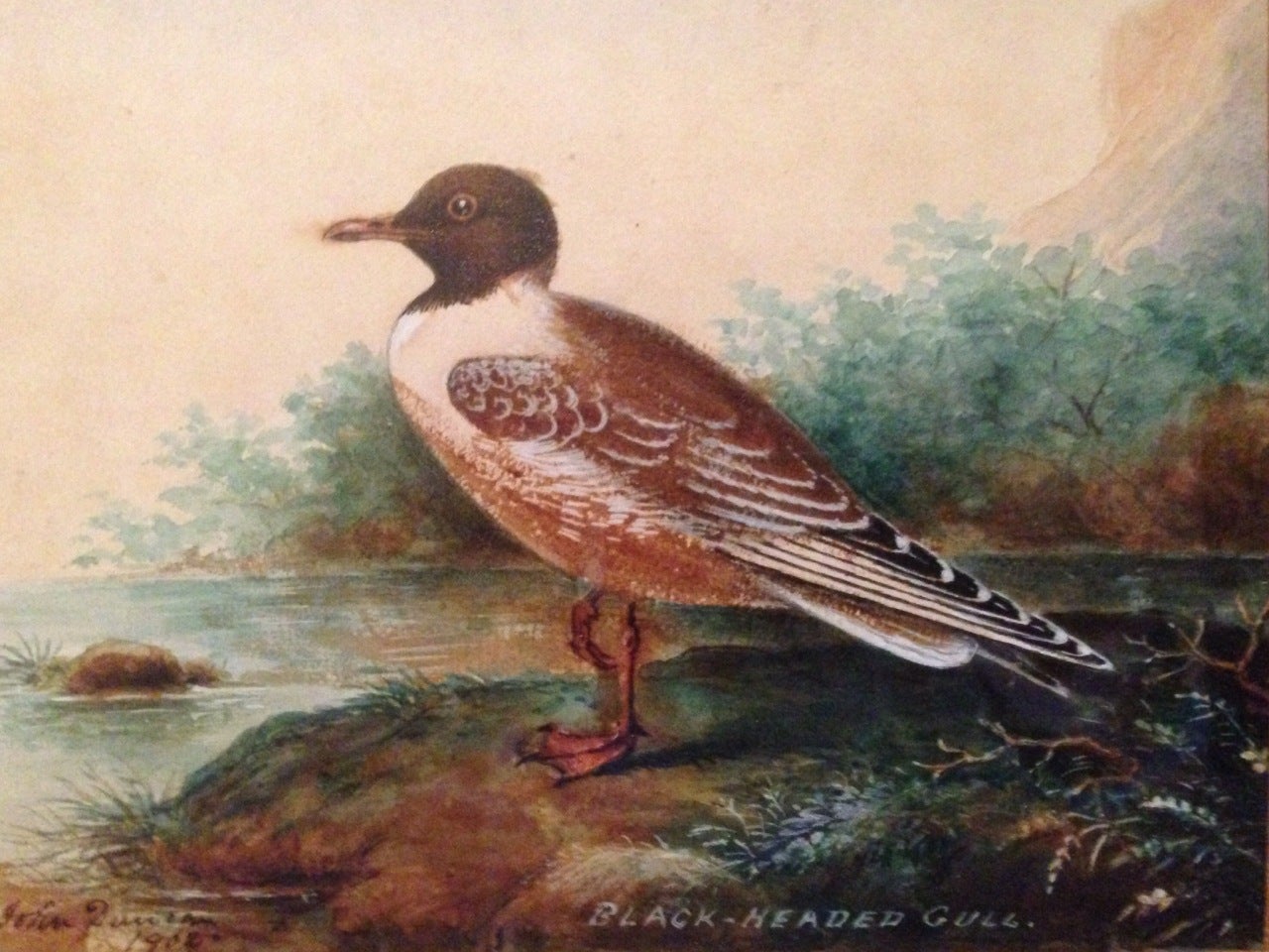 Black-Headed Gull - Painting by John Duncan