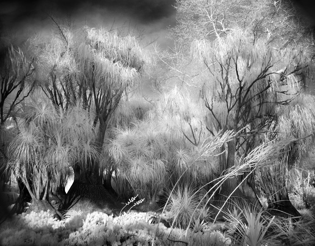 Mitch Dobrowner Garden Trees For Sale at 1stDibs