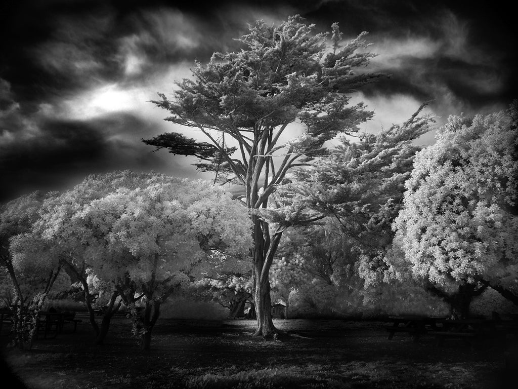 Mitch Dobrowner Black and White Photograph - Wind Swept Tree