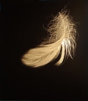 Swan Down, 2012