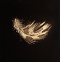 Alight Owl Down Feather