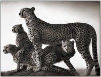 Cheetah and Cubs, Maasai Mara