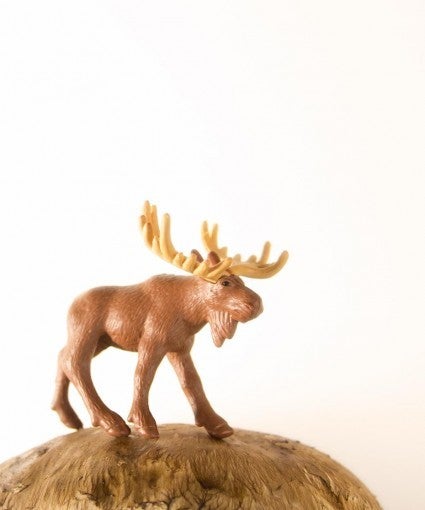 Matthew Carden Color Photograph - Mushroom the Moose