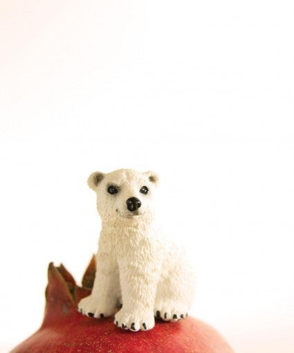 Matthew Carden Color Photograph - Pomegranate the Polar Bear