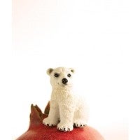 Pomegranate the Polar Bear