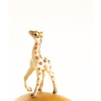 Matthew Carden - Grapefruit the Giraffe Grapefruit the Giraffe