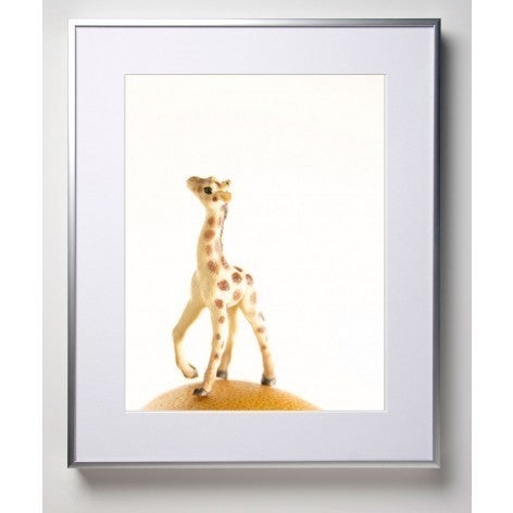 Grapefruit the Giraffe