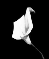 john calla Calla Lily