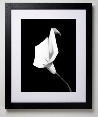 Calla Lily