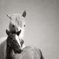 Mare and Foal Camargue France