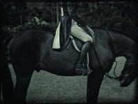 Equestrian Horse Bow