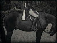 Equestrian Horse Bow