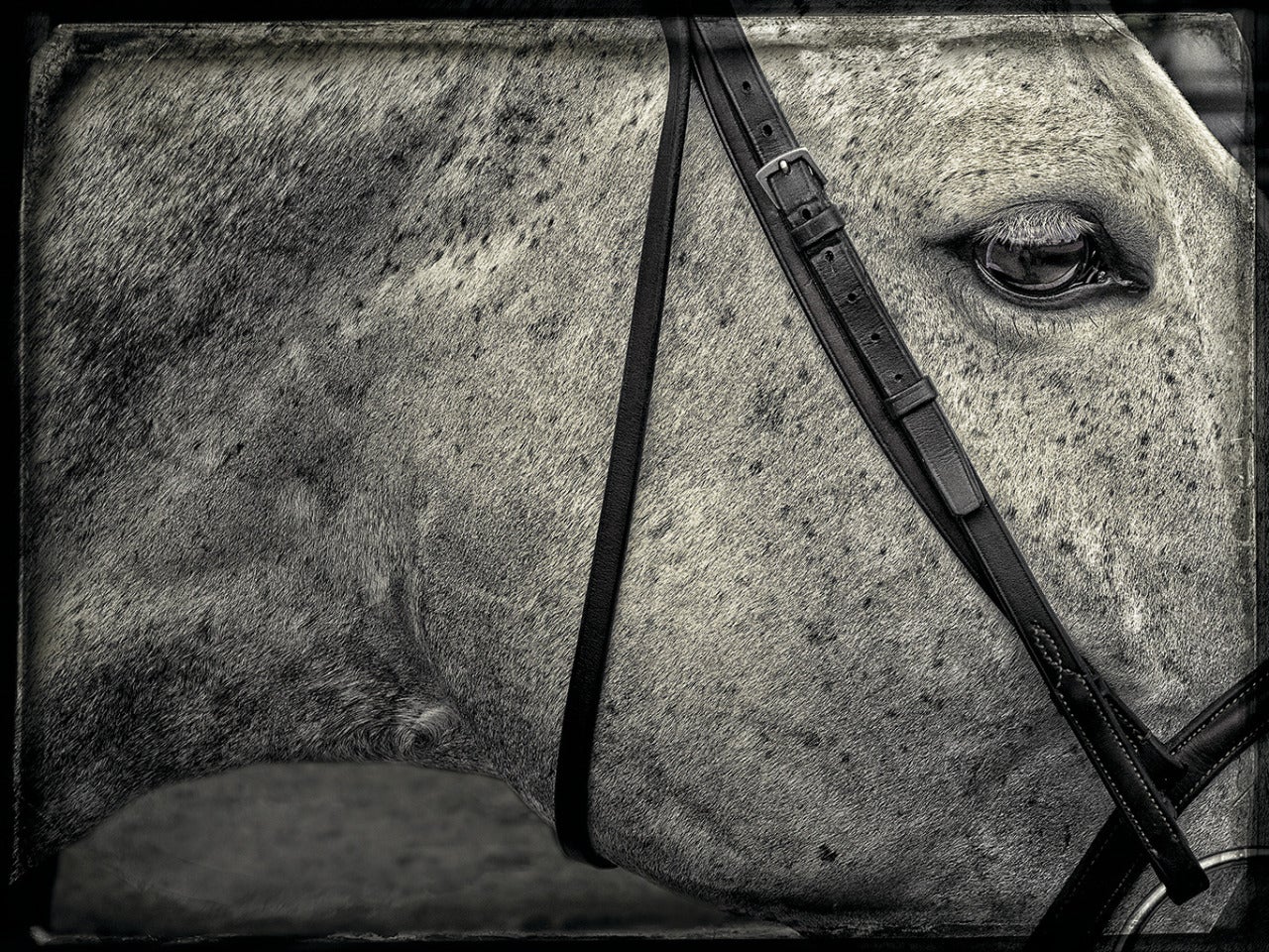 Horse Bridle - Photograph by Mark Mason
