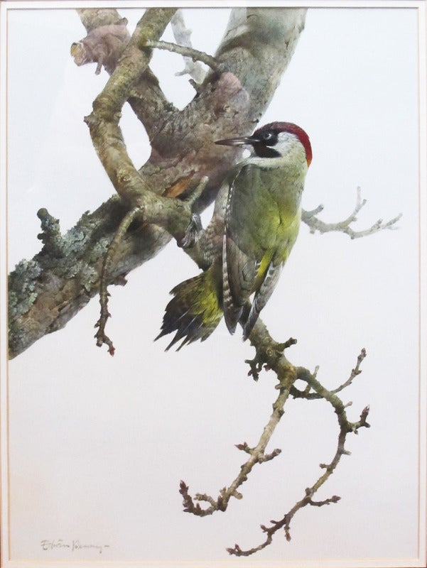 Edwin Penny Animal Painting - "Green Woodpecker"