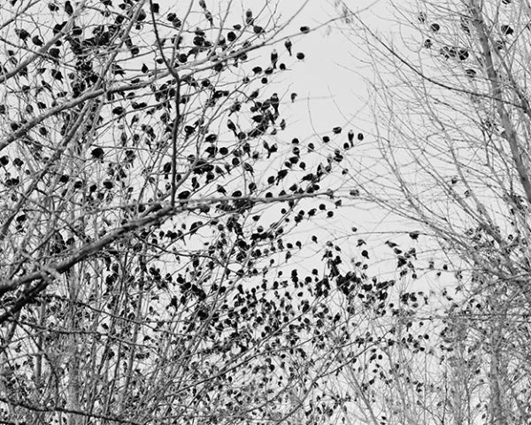 Michael Berman Black and White Photograph - Janos Birds