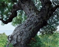 Coastal LIve Oak Montecito