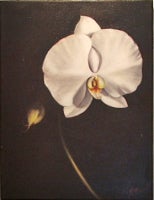 Untitled (Orchid)