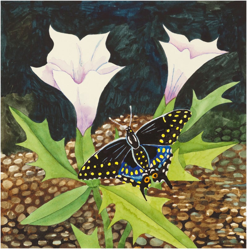 Jimson Weed and Black Swallowtail - Art by Billy Hassell