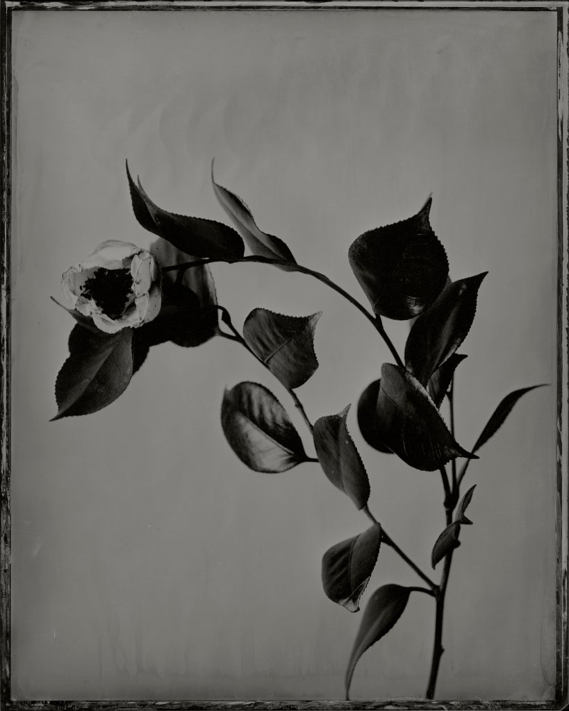 Ichigo Sugawara Black and White Photograph - Fuji