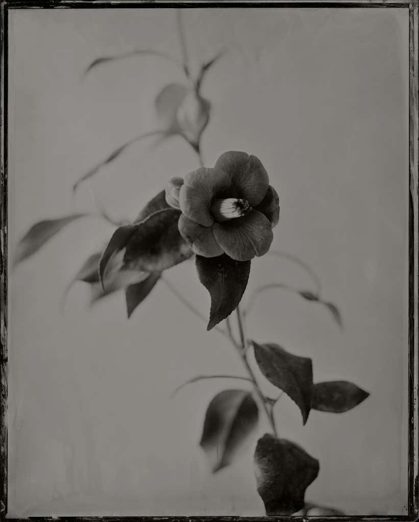 Herbert George Ponting - Sledging Rations for 1 Man for 1 Day For Sale ...