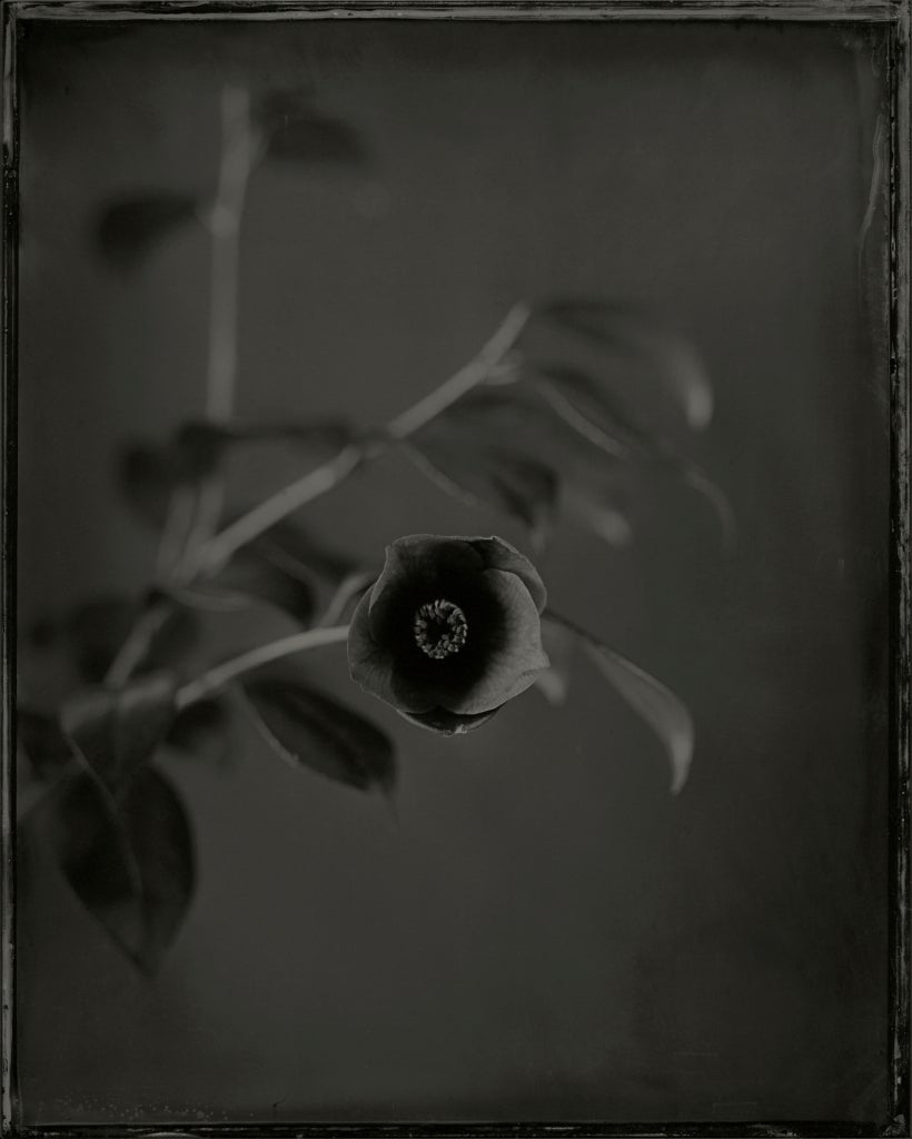 Ichigo Sugawara Black and White Photograph - Junya no Tsubaki