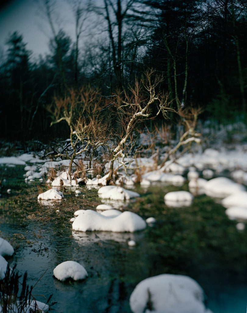 Danelle Manthey Landscape Photograph - Bog
