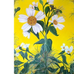 Spanish Needles 12