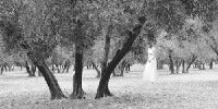 Olive Trees